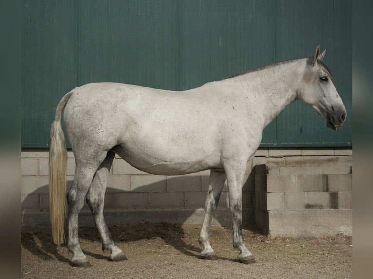 PRE Mix Stute 6 Jahre 165 cm Schimmel in Fuendetodos