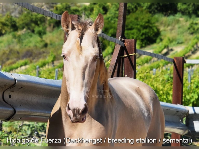 PRE Stute 6 Jahre 166 cm Brauner in Provinz Cordoba