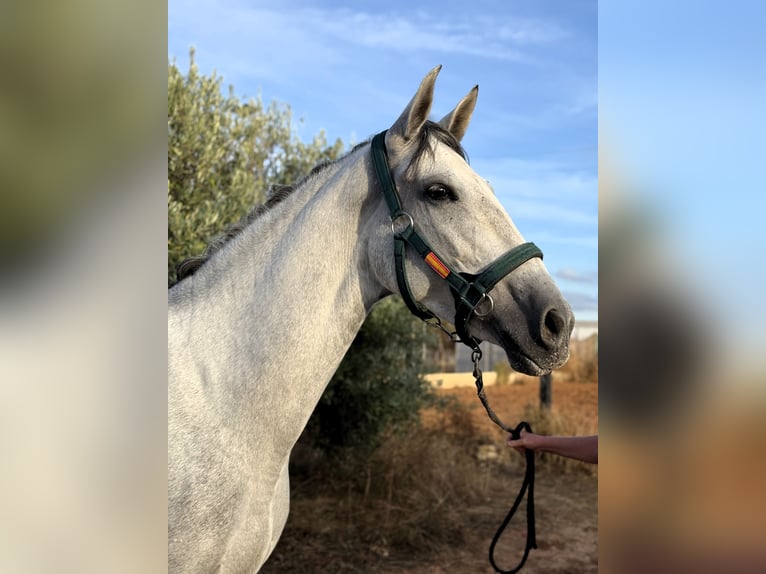 PRE Mix Stute 6 Jahre 166 cm Schimmel in Sevilla