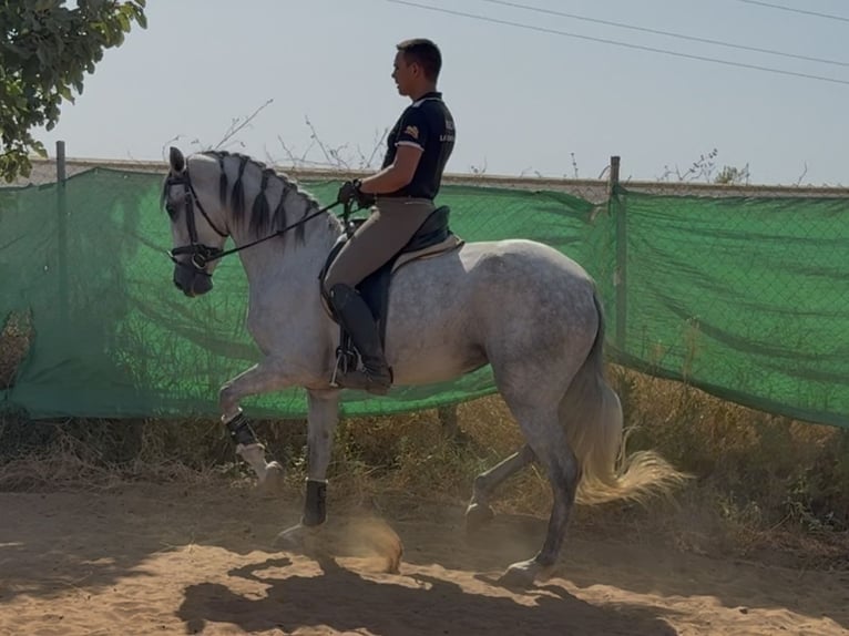 PRE Mix Stute 6 Jahre 166 cm Schimmel in Sevilla