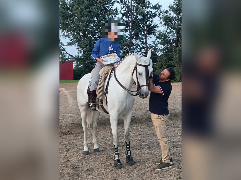 PRE Stute 6 Jahre 166 cm Schimmel in Mojados