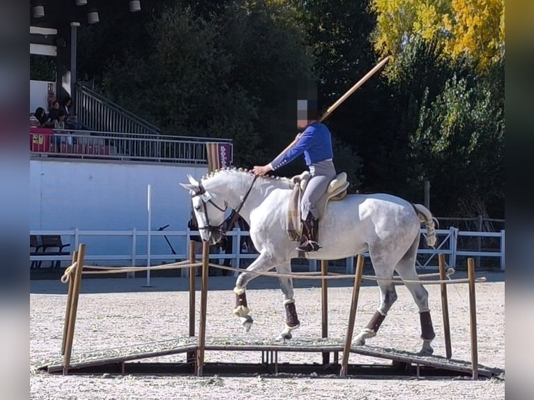 PRE Stute 6 Jahre 166 cm Schimmel in Mojados