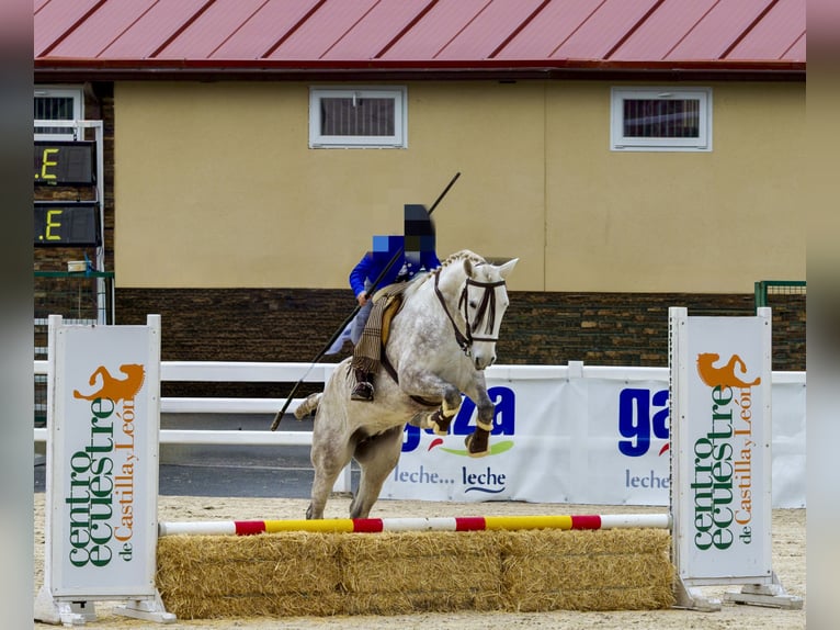 PRE Stute 6 Jahre 166 cm Schimmel in Mojados