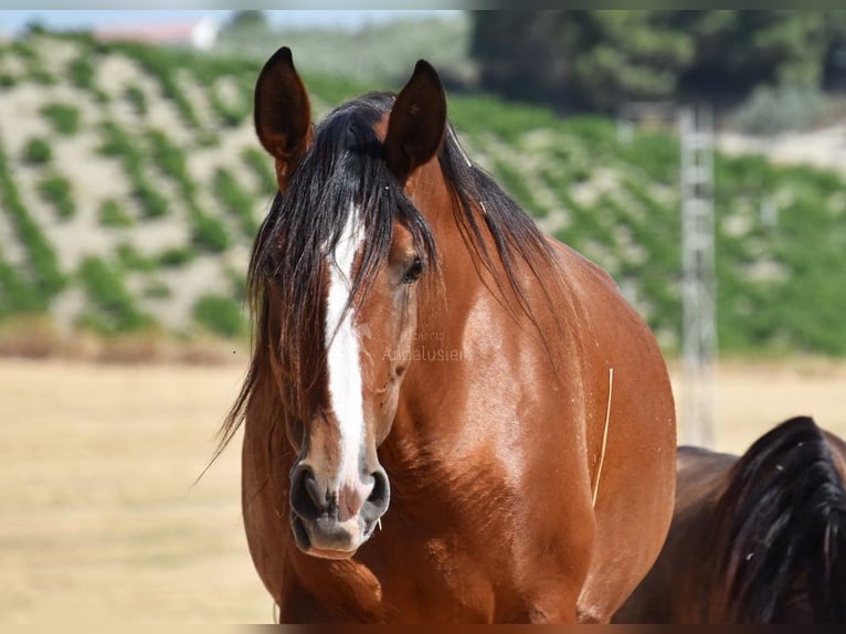 PRE Stute 6 Jahre 167 cm Brauner in Provinz Cordoba