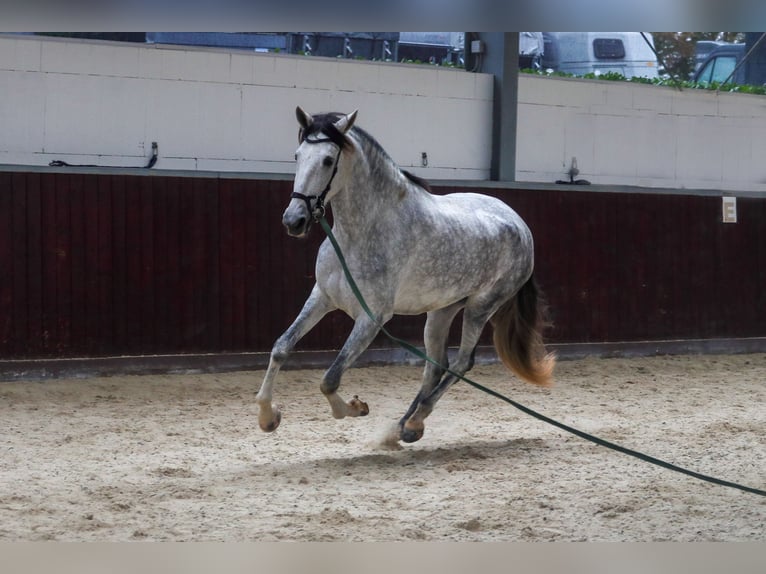 PRE Mix Stute 6 Jahre 173 cm Schimmel in Überherrn