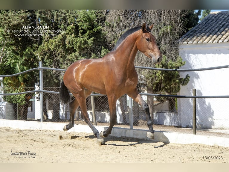 PRE Stute 6 Jahre 174 cm Brauner in Arjona