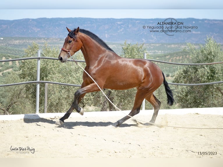 PRE Stute 6 Jahre 177 cm Brauner in Arjona
