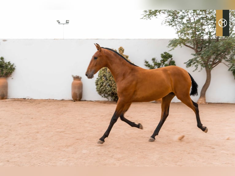 PRE Stute 6 Jahre in Albacete, Spain