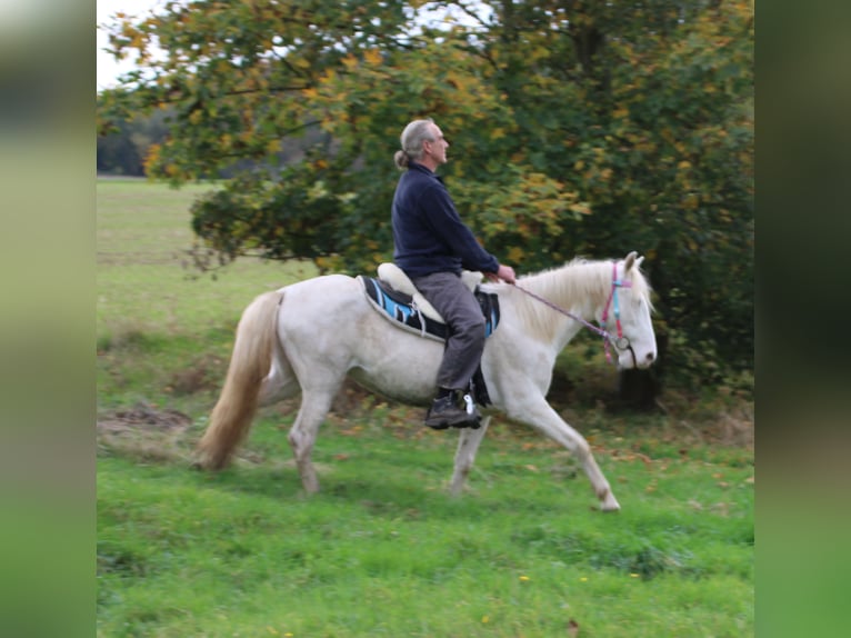 PRE Mix Stute 7 Jahre 147 cm Cremello in Gemmerich