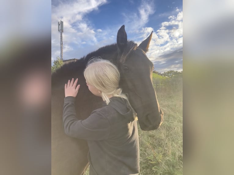 PRE Stute 7 Jahre 150 cm Rappe in Ballenstedt