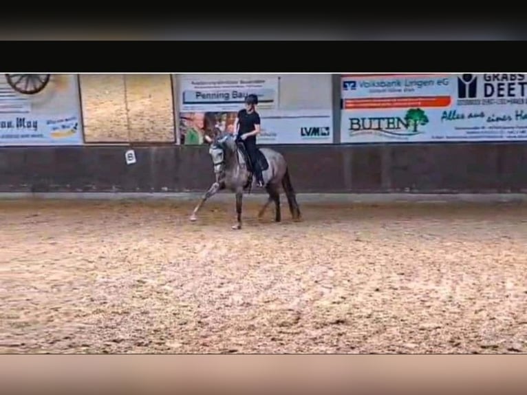 PRE Mix Stute 7 Jahre 151 cm Schimmel in Geeste