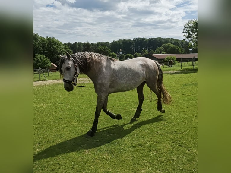 PRE Mix Stute 7 Jahre 151 cm Schimmel in Geeste