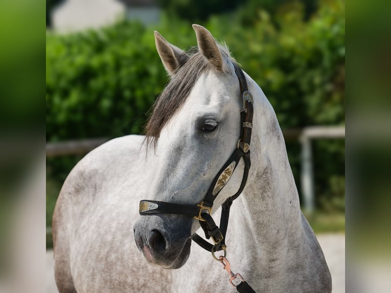 PRE Mix Stute 7 Jahre 153 cm Schimmel in Neustadt (Wied)