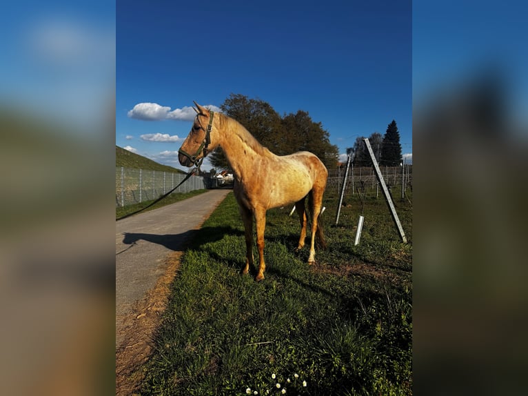 PRE Stute 7 Jahre 154 cm Palomino in Freimersheim