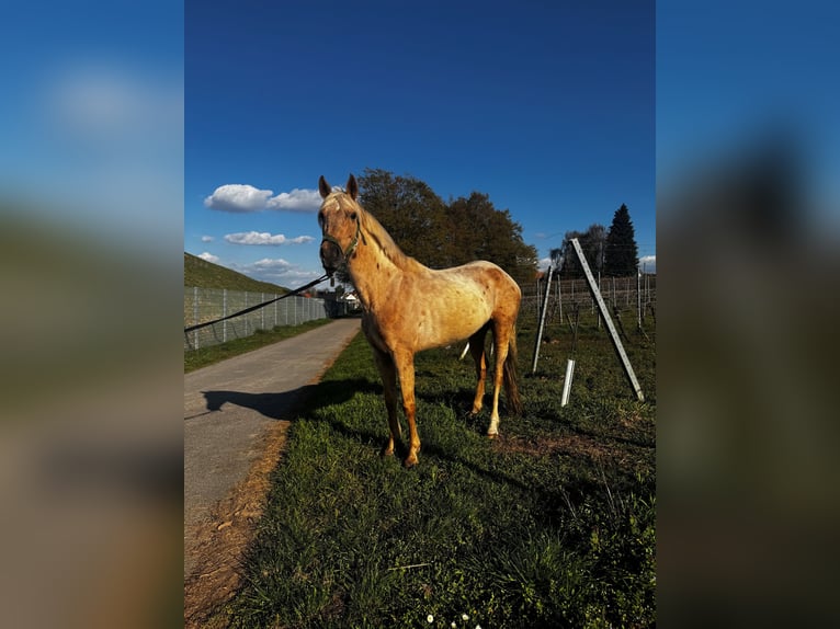 PRE Stute 7 Jahre 154 cm Palomino in Freimersheim