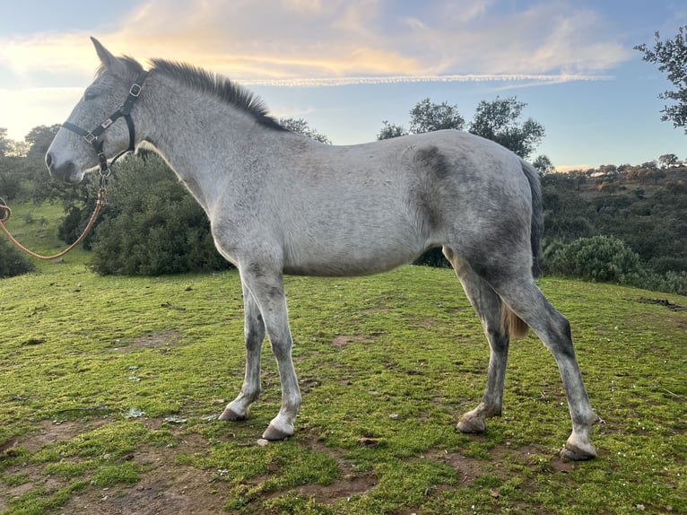 PRE Mix Stute 7 Jahre 154 cm Schimmel in Jardinito, El (Cordoba) (Finca)Córdoba