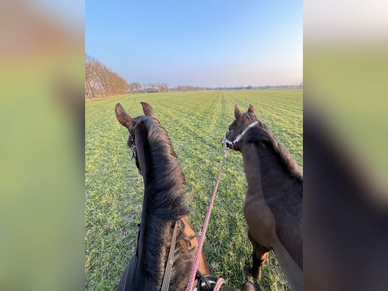 PRE Stute 7 Jahre 155 cm Brauner in Friesoythe