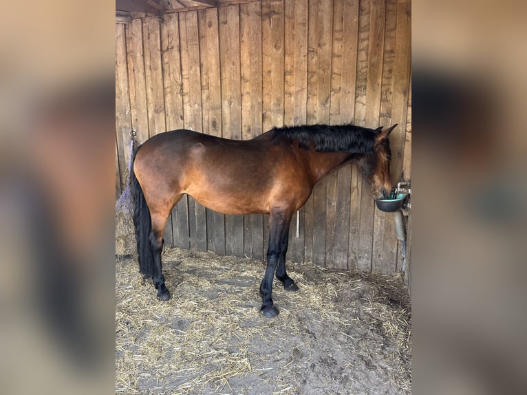 PRE Stute 7 Jahre 155 cm Brauner in Friesoythe
