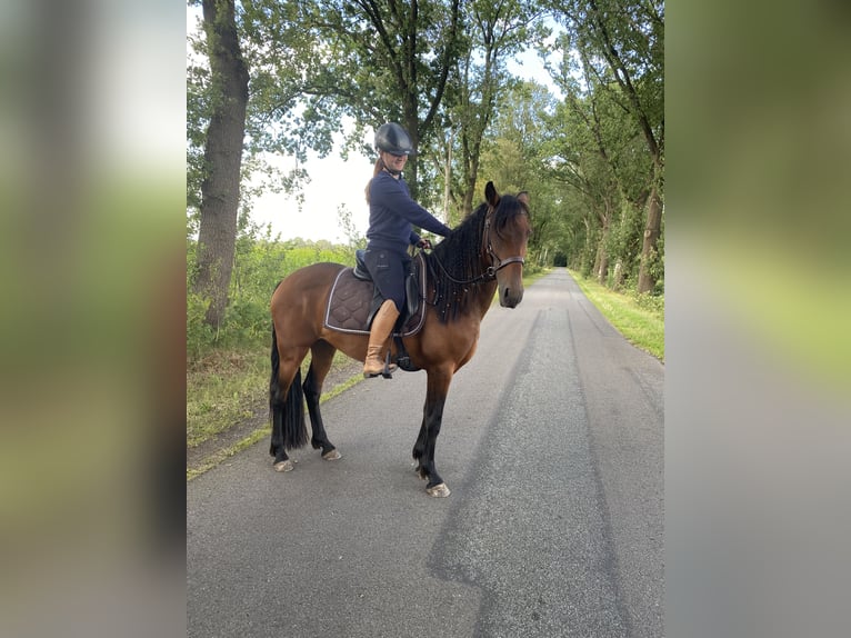 PRE Stute 7 Jahre 155 cm Brauner in Friesoythe