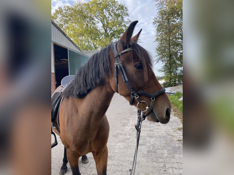 PRE Stute 7 Jahre 155 cm Brauner in Friesoythe
