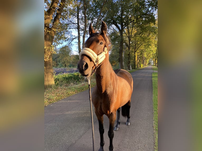 PRE Stute 7 Jahre 155 cm Brauner in Friesoythe