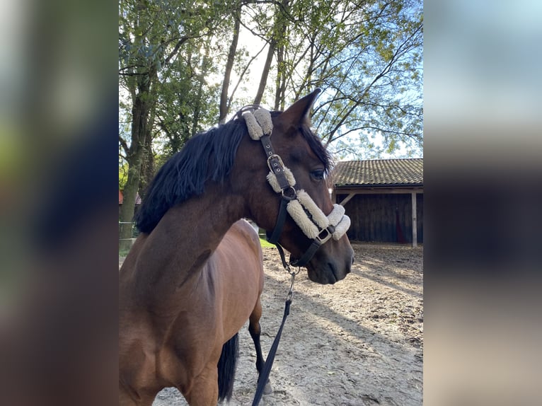 PRE Stute 7 Jahre 155 cm Brauner in Friesoythe