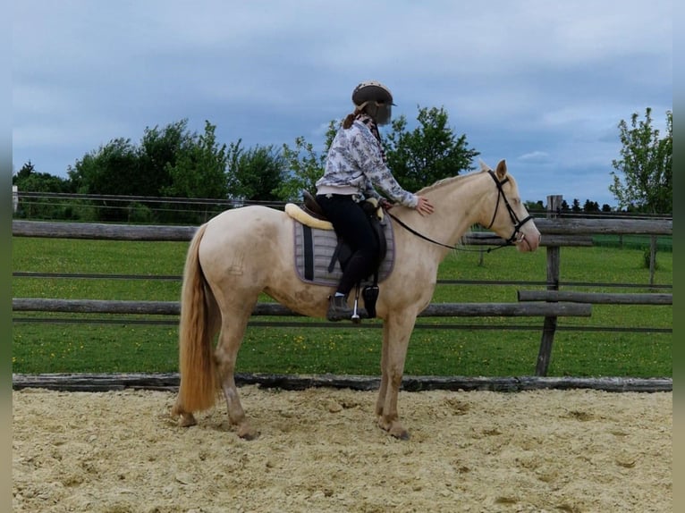 PRE Stute 7 Jahre 155 cm Perlino in Balingen