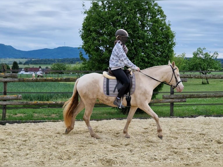 PRE Stute 7 Jahre 155 cm Perlino in Balingen