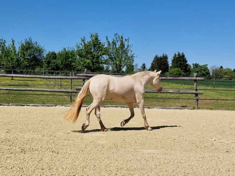 PRE Stute 7 Jahre 155 cm Perlino in Balingen