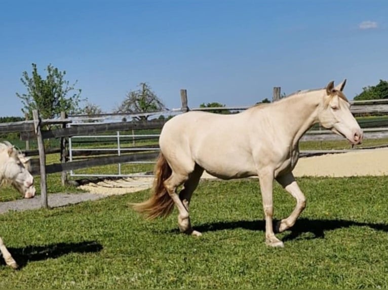 PRE Stute 7 Jahre 155 cm Perlino in Balingen