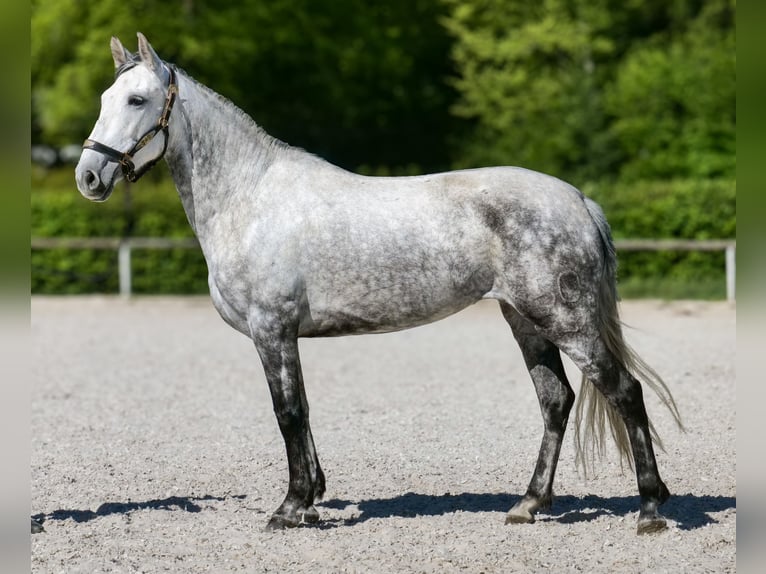 PRE Mix Stute 7 Jahre 155 cm Schimmel in Neustadt (Wied)
