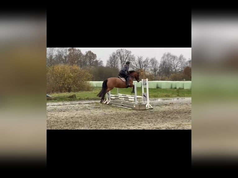 PRE Stute 7 Jahre 156 cm Brauner in Lutzhorn