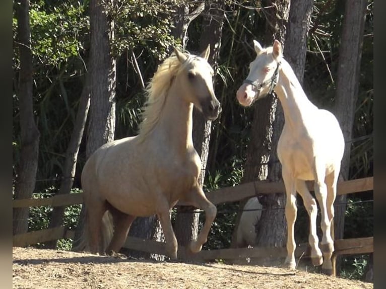 PRE Stute 7 Jahre 157 cm Palomino in Pedret i Marzá