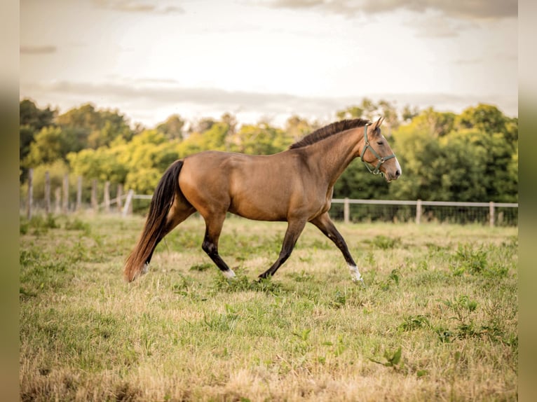 PRE Mix Stute 7 Jahre 158 cm Falbe in &#xC9;commoy