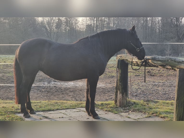 PRE Mix Stute 7 Jahre 158 cm Rappe in Hamburg