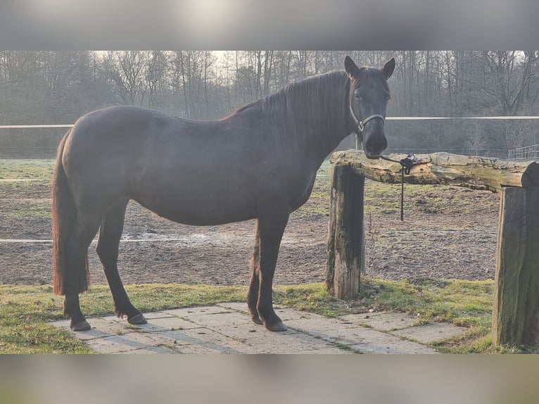 PRE Mix Stute 7 Jahre 158 cm Rappe in Hamburg