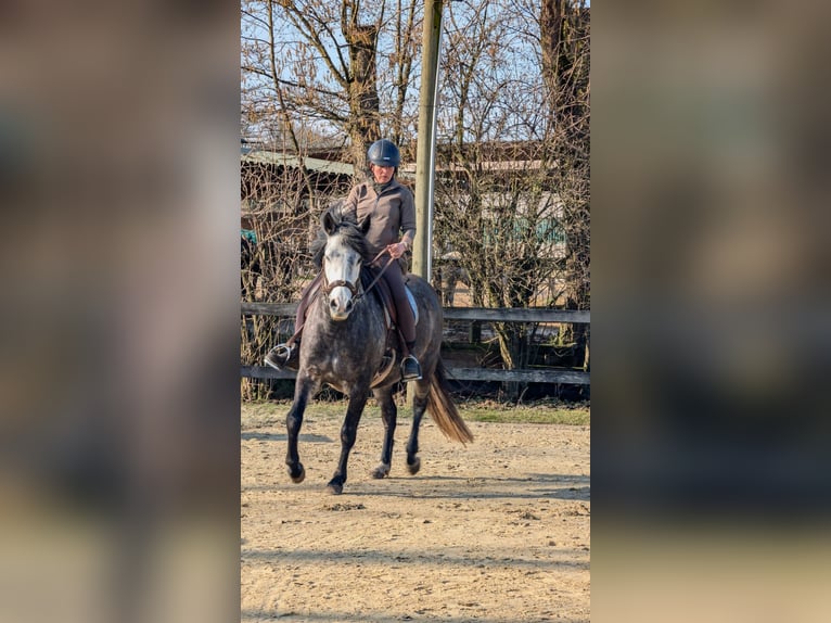 PRE Stute 7 Jahre 158 cm Rappschimmel in Bottrop