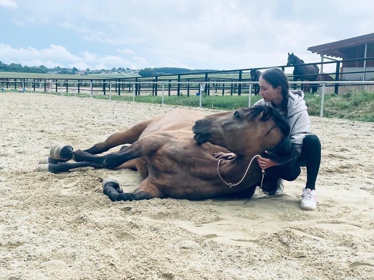 PRE Mix Stute 7 Jahre 159 cm Buckskin in K&#xFC;nzing