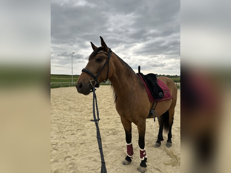 PRE Mix Stute 7 Jahre 159 cm Buckskin in K&#xFC;nzing