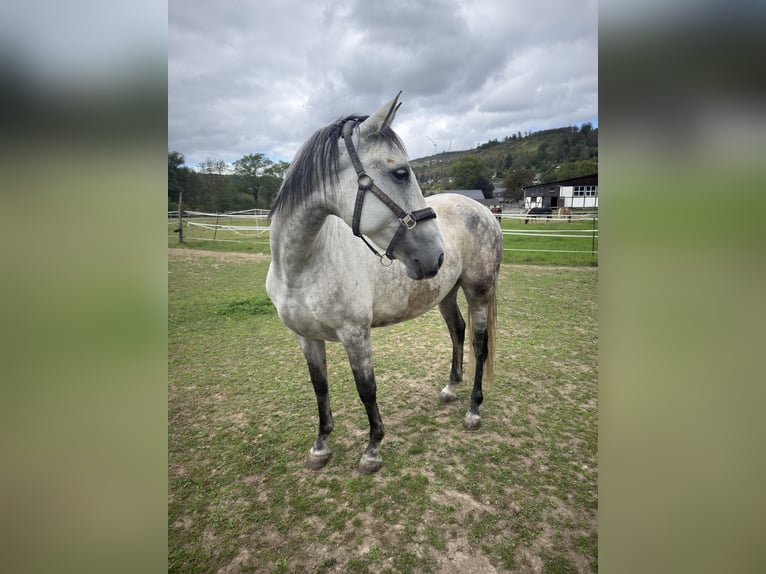 PRE Stute 7 Jahre 160 cm Apfelschimmel in Bad Berleburg