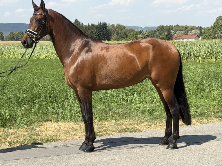 PRE Stute 7 Jahre 160 cm Brauner in Riedlingen