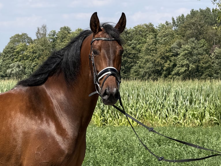 PRE Stute 7 Jahre 160 cm Brauner in Riedlingen