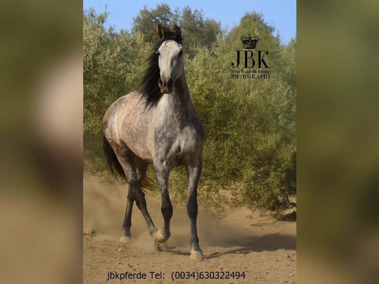 PRE Mix Stute 7 Jahre 160 cm Schimmel in Tabernas Almeria