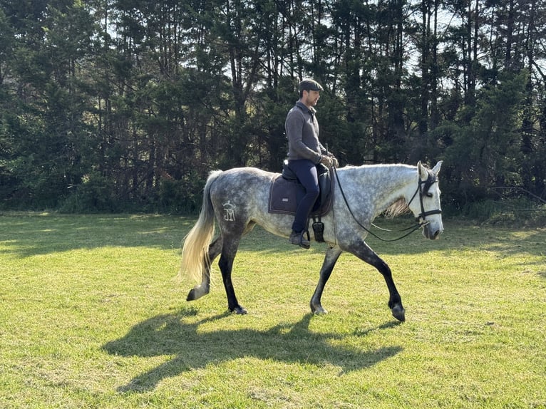 PRE Stute 7 Jahre 160 cm Schimmel in Rosano