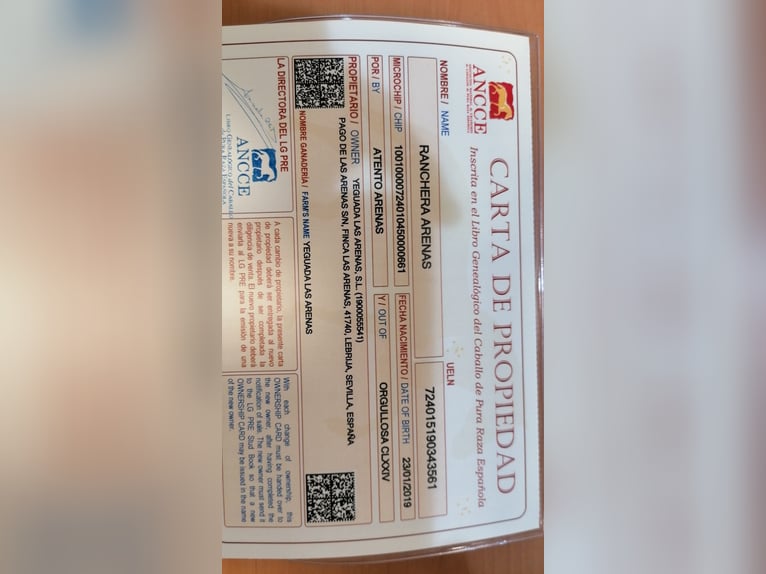 PRE Stute 7 Jahre 160 cm Schimmel in Lebrija