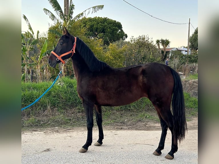 PRE Mix Stute 7 Jahre 161 cm Rappe in Vejer de la Frontera