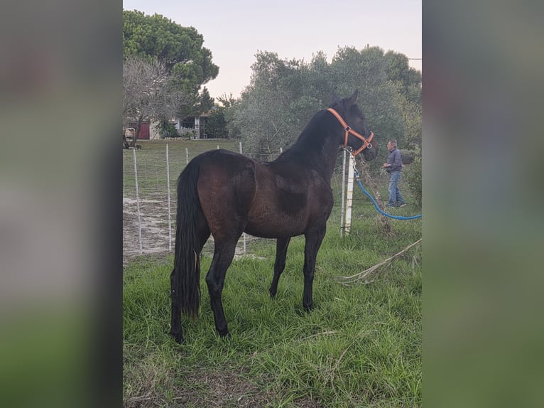 PRE Mix Stute 7 Jahre 161 cm Rappe in Vejer de la Frontera