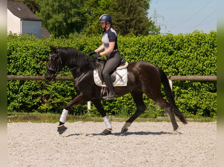 PRE Stute 7 Jahre 162 cm Rappe in Neustadt (Wied)