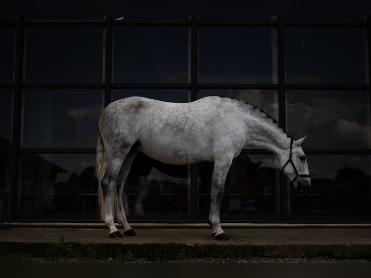 PRE Mix Stute 7 Jahre 162 cm Schimmel in Handewitt