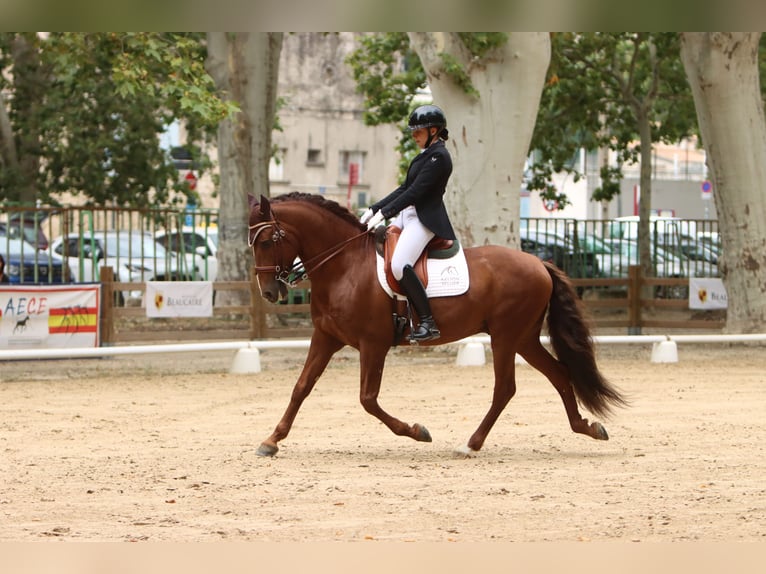 PRE Stute 7 Jahre 164 cm Buckskin in Larajasse